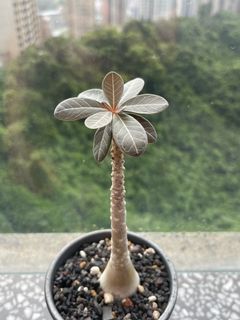 （分類：）位於 。 由 onemanstrash2 提交（商品編號 1172986470，圖片 1）。簡介： 。