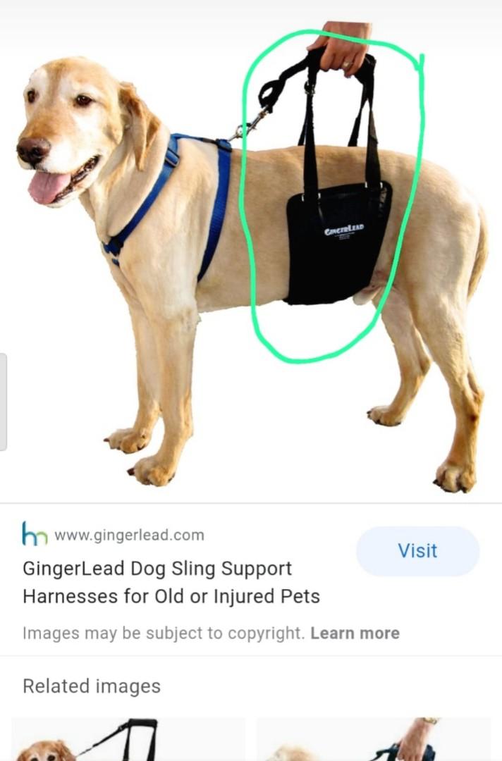 Straps Gingerlead Support Harness GingerLead Dog Support