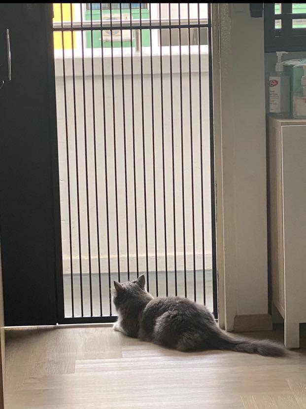 Home Cat Boarding in Yishun, Pet Supplies, Homes & Other Pet