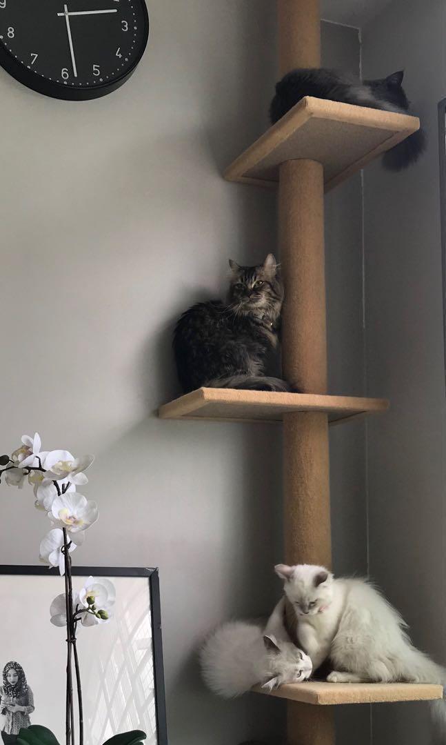 Home Cat Boarding in Yishun, Pet Supplies, Homes & Other Pet