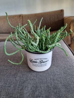 Huernia