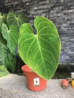 (Category: ) located in . Submitted by dh.plants (Listing ID 1177905299, Image 1). Description: .