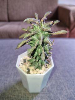 Monadenium Guentheri
