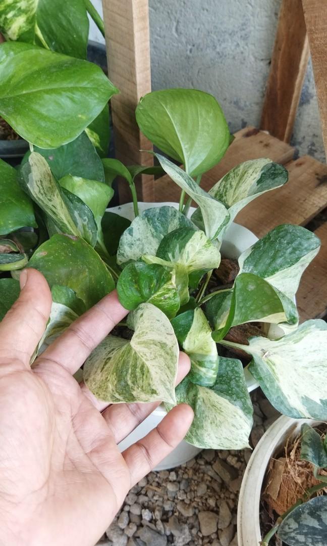 Pothos Bundle of Eight Pots, Furniture & Home Living, Gardening, Plants ...