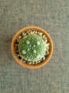 Pseudolithos