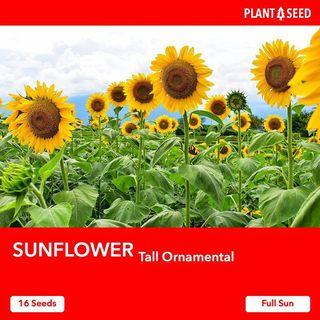 Sunflower Flower Seeds [10 Seeds]
