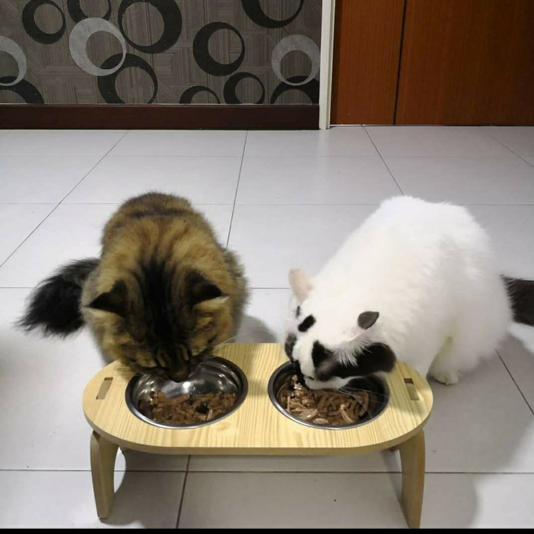 Wooden cat food Antibacterial bowl 2in1 Can fit inside cat cage thick