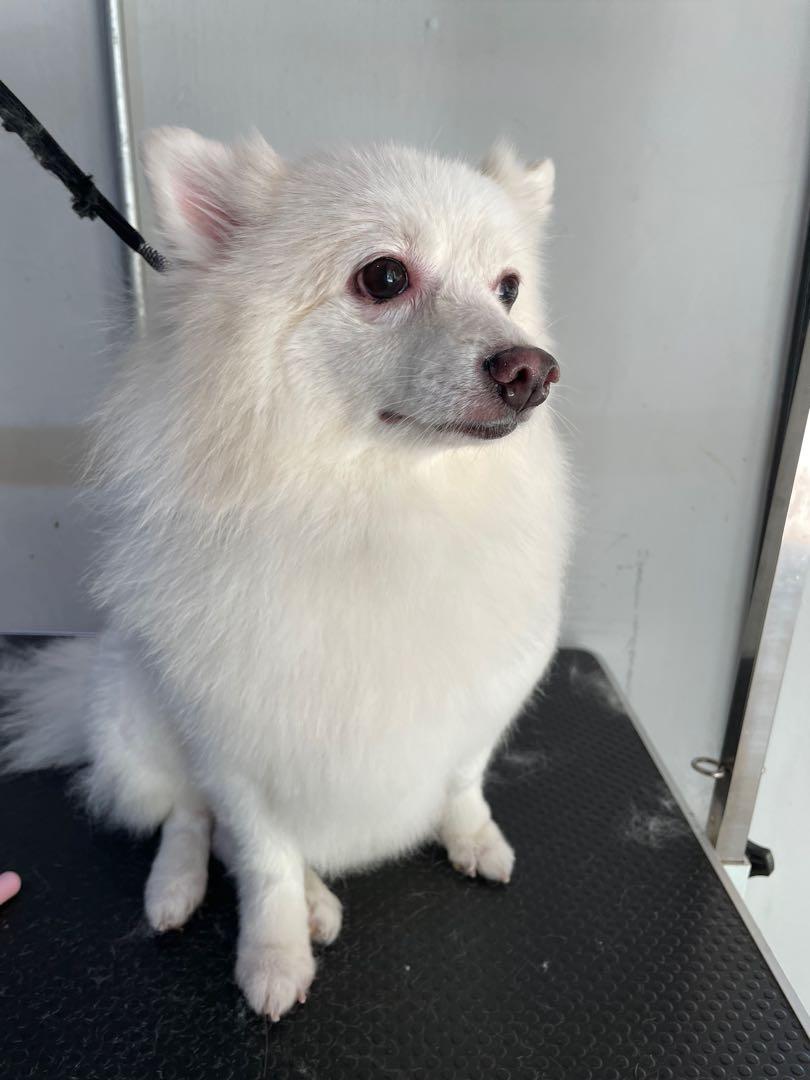Yishun Pet Grooming, Pet Supplies, Health & Grooming on Carousell