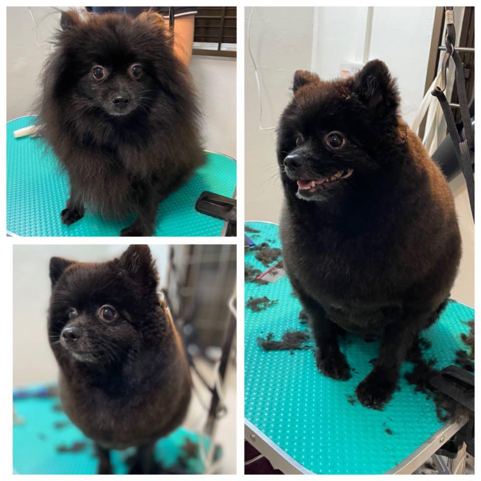 Yishun Pet Grooming, Pet Supplies, Health & Grooming on Carousell