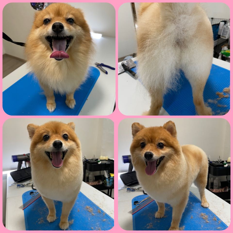 Yishun Pet Grooming, Pet Supplies, Health & Grooming on Carousell