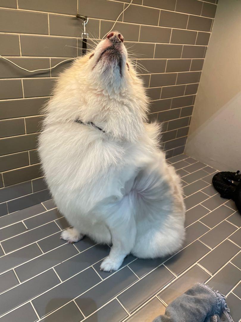 Yishun Pet Grooming, Pet Supplies, Health & Grooming on Carousell