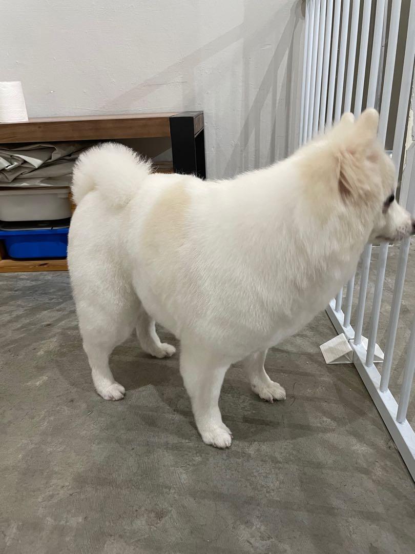 Yishun Pet Grooming, Pet Supplies, Health & Grooming on Carousell