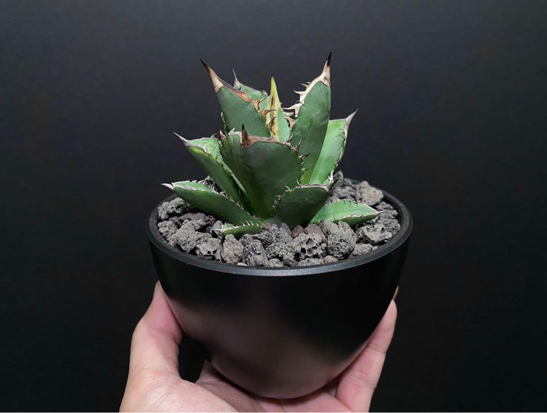 塊根植物-小島白刺嚴龍Agave titanota 'kojima white thorn', 傢俬 