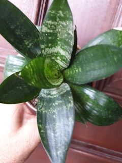 (Category: ) located in . Submitted by auntyting (Listing ID 1178116131, Image 1). Description: .