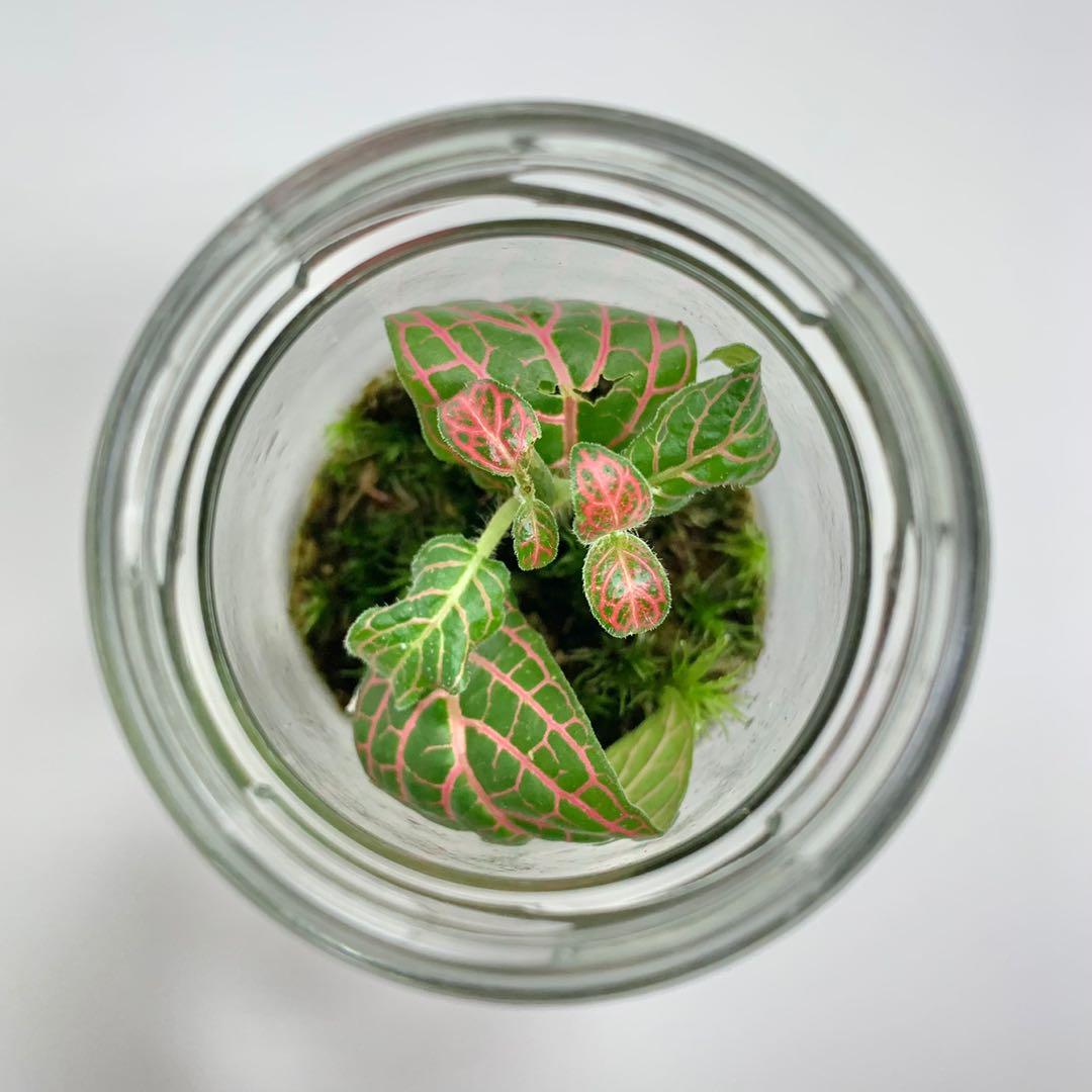 Closed Terrarium gift ideas plant fittonia mini garden
