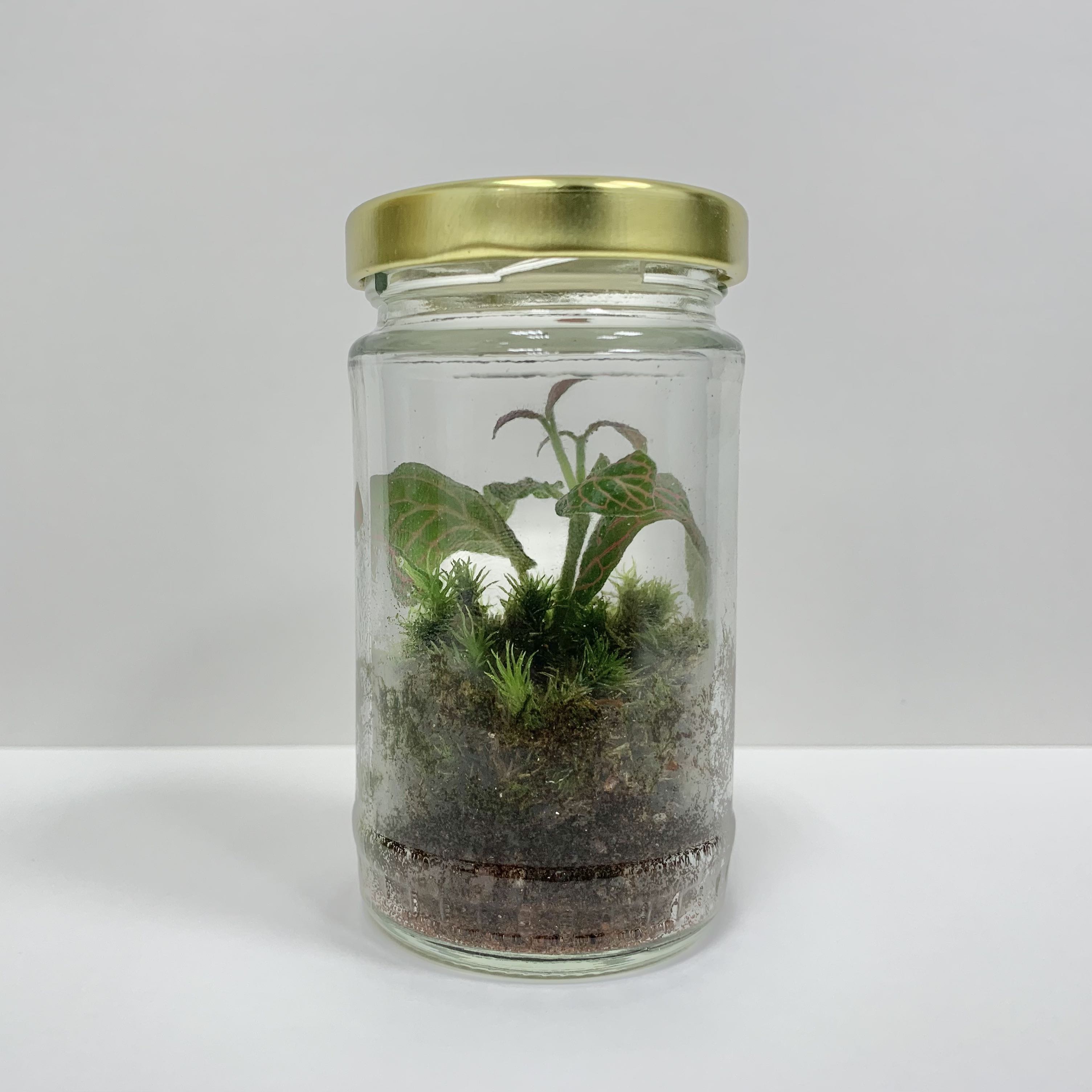 Closed Terrarium gift ideas plant fittonia mini garden