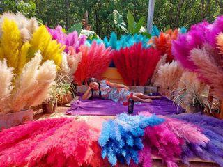 COLORFUL PAMPAS FROM THAILAND