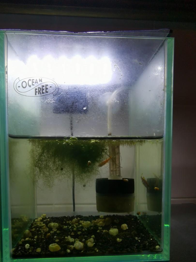 Fish tank 15 x 10 x 10, Pet Supplies, Homes & Other Pet Accessories on