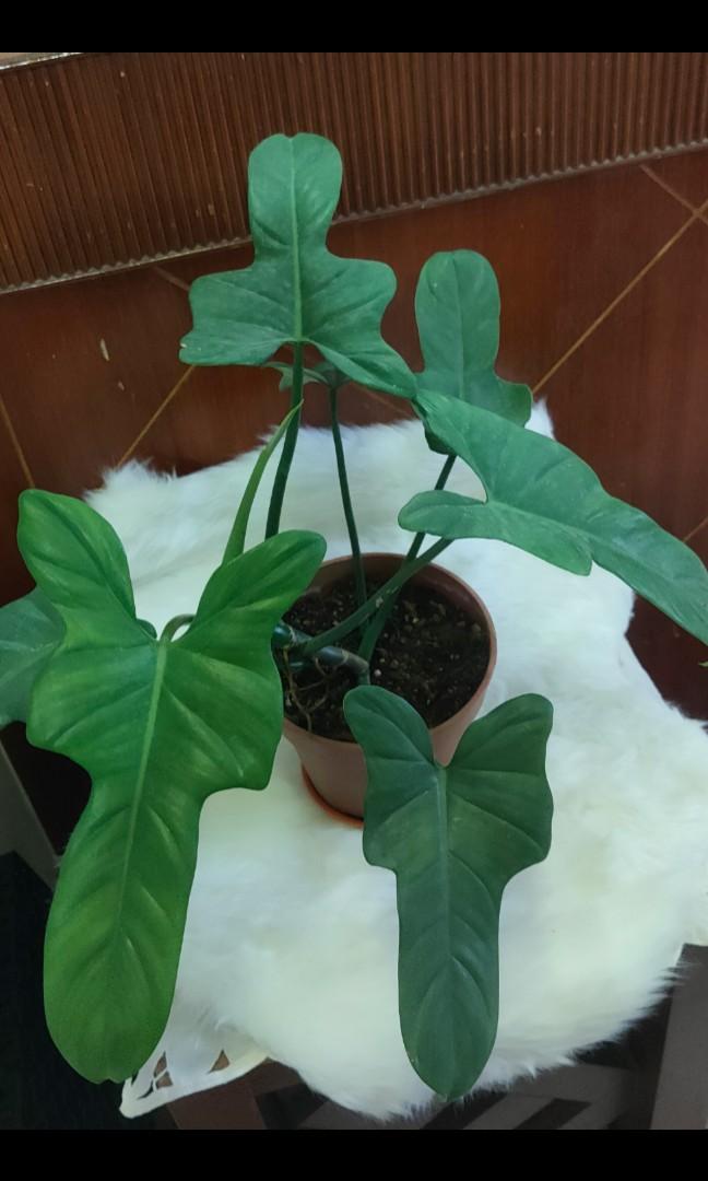 Philodendron Violin Houseplant, Furniture & Home Living, Gardening, Plants & Seeds on Carousell