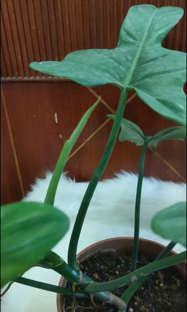 Philodendron Violin Houseplant, Furniture & Home Living, Gardening, Plants & Seeds on Carousell