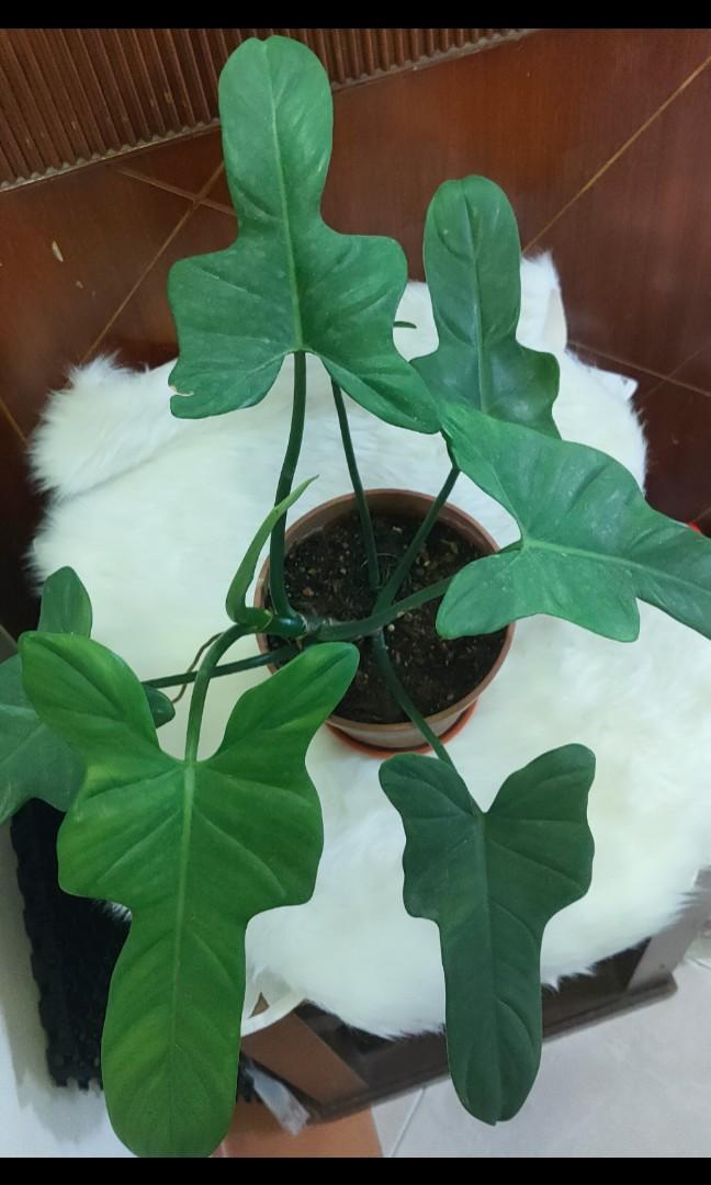Philodendron Violin Houseplant, Furniture & Home Living, Gardening, Plants & Seeds on Carousell
