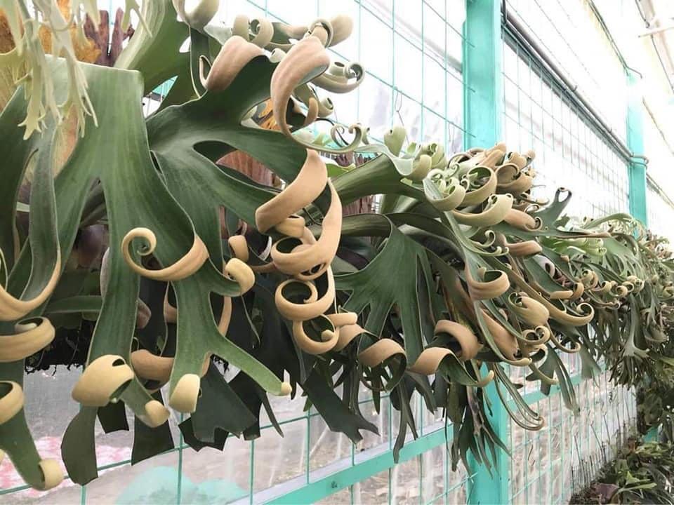 販売卸売P. foong siqi platycerium ビカクシダ 観葉植物