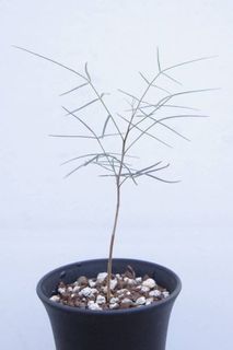 (Category: ) located in . Submitted by orchids_galore (Listing ID 1175668603, Image 1). Description: .