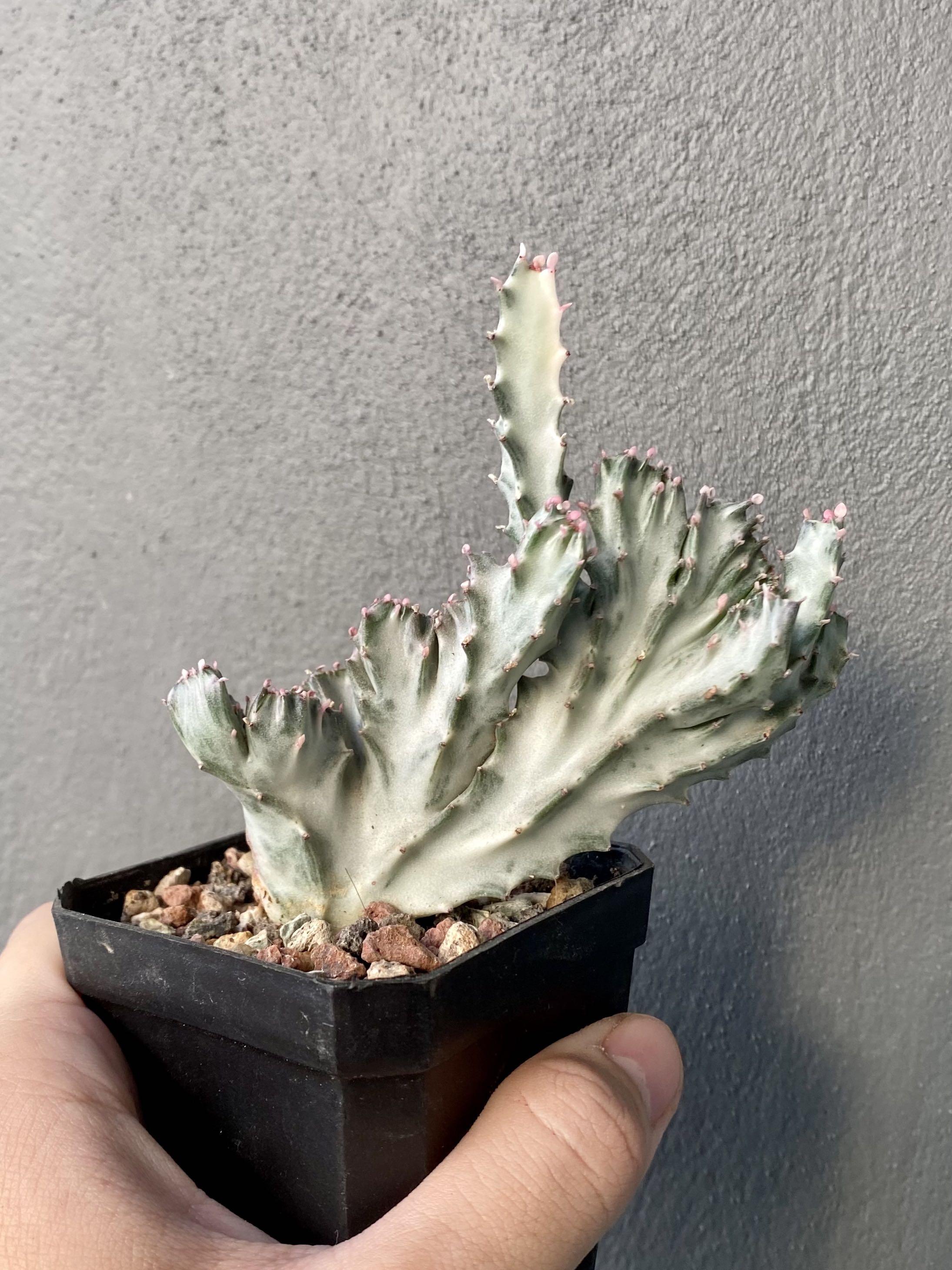 Cactus - Euphorbia Lactea Cv. White Ghost Cristata - 仙人掌 - 白龙骨缀, Furniture  & Home Living, Gardening, Plants & Seeds on Carousell