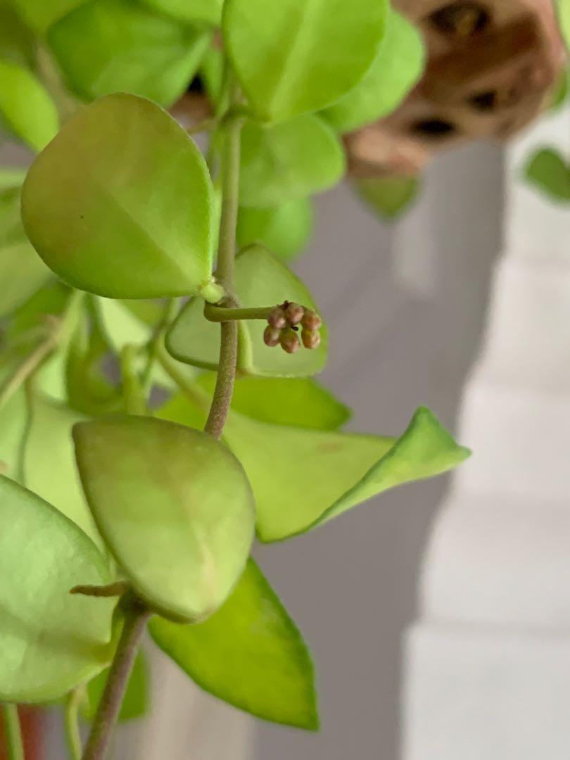 Hoya Heuschkeliana Furniture Home Living Gardening Plants Seeds