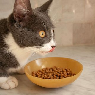 (Category: ) located in . Submitted by meowshit (Listing ID 1178391555, Image 1). Description: .