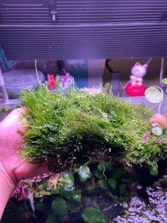 Monte carlo carpet mix with java moss