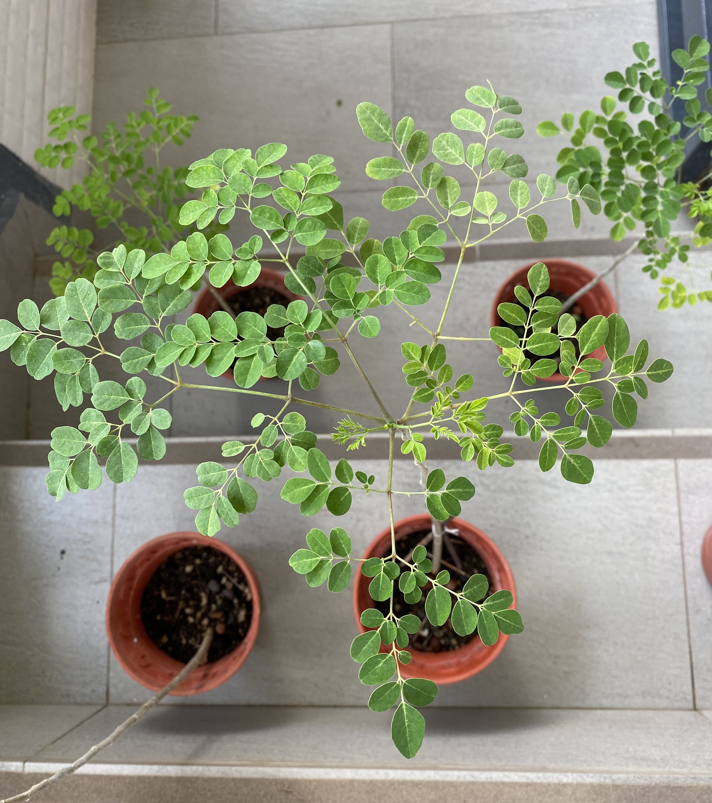 Moringa, Furniture & Home Living, Gardening, Plants & Seeds On Carousell