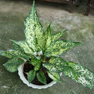Snow White Aglaonema plant