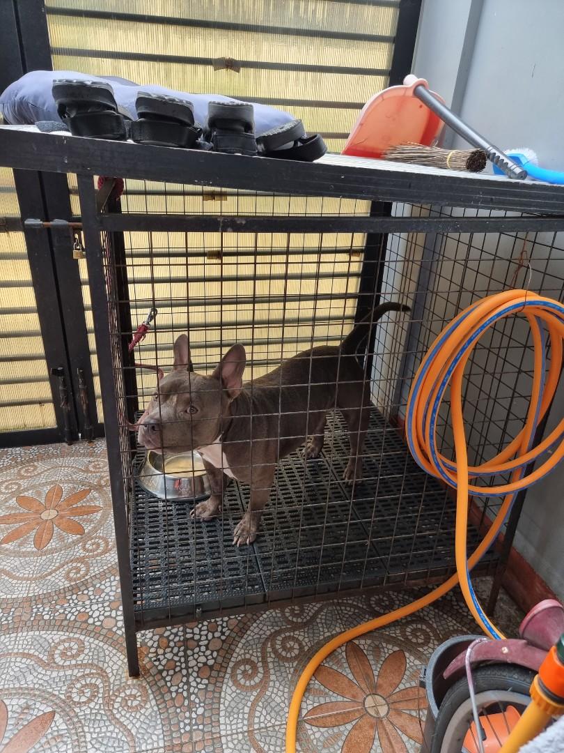 2nd hand Dog Cage XL Pet Supplies Homes Other Pet