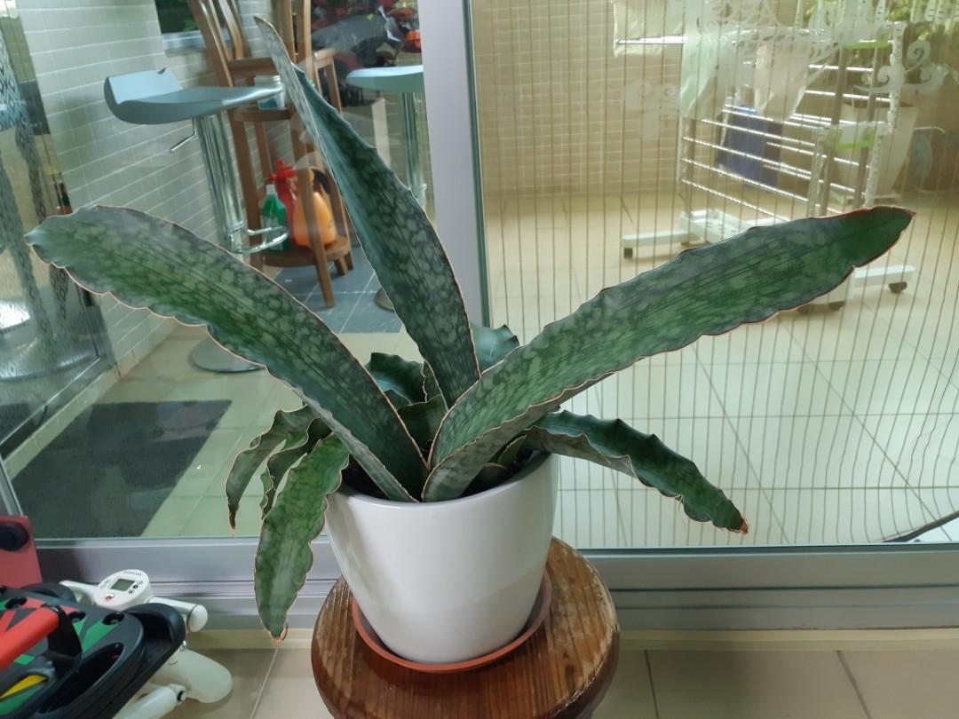 銀虎 虎尾蘭 其他 其他 Carousell