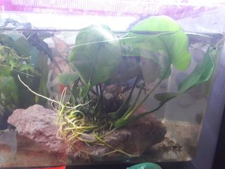 (Category: ) located in . Submitted by chathurangamdk (Listing ID 1178565601, Image 1). Description: .