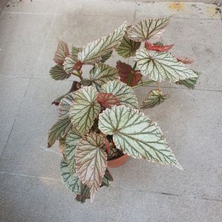 (Category: ) located in . Submitted by prettyeasyplants (Listing ID 1178555873, Image 1). Description: .