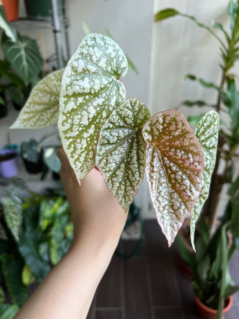 Begonia snowcap, Furniture & Home Living, Gardening, Plants & Seeds on ...
