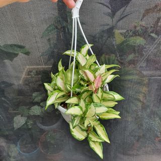 (Category: ) located in . Submitted by prettyeasyplants (Listing ID 1178468723, Image 1). Description: .