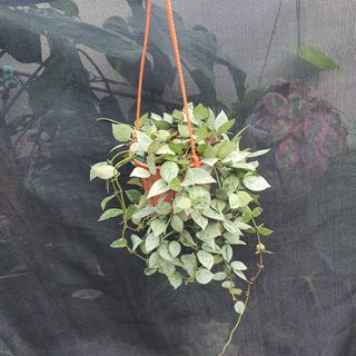 (Category: ) located in . Submitted by prettyeasyplants (Listing ID 1178469147, Image 1). Description: .