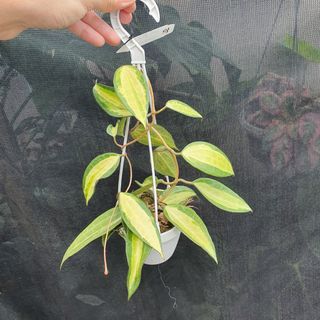 (Category: ) located in . Submitted by prettyeasyplants (Listing ID 1178468282, Image 1). Description: .