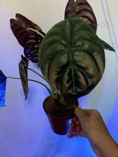 (Category: ) located in . Submitted by mangomartini (Listing ID 1178618637, Image 1). Description: .