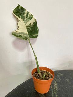 (Category: ) located in . Submitted by Plants4U (Listing ID 1178474240, Image 1). Description: .