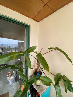 (Category: ) located in . Submitted by hakimishraf (Listing ID 1178611571, Image 1). Description: .