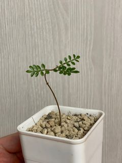 （分類：）位於 。 由 c.p.v. 提交（商品編號 1178823586，圖片 1）。簡介： 。
