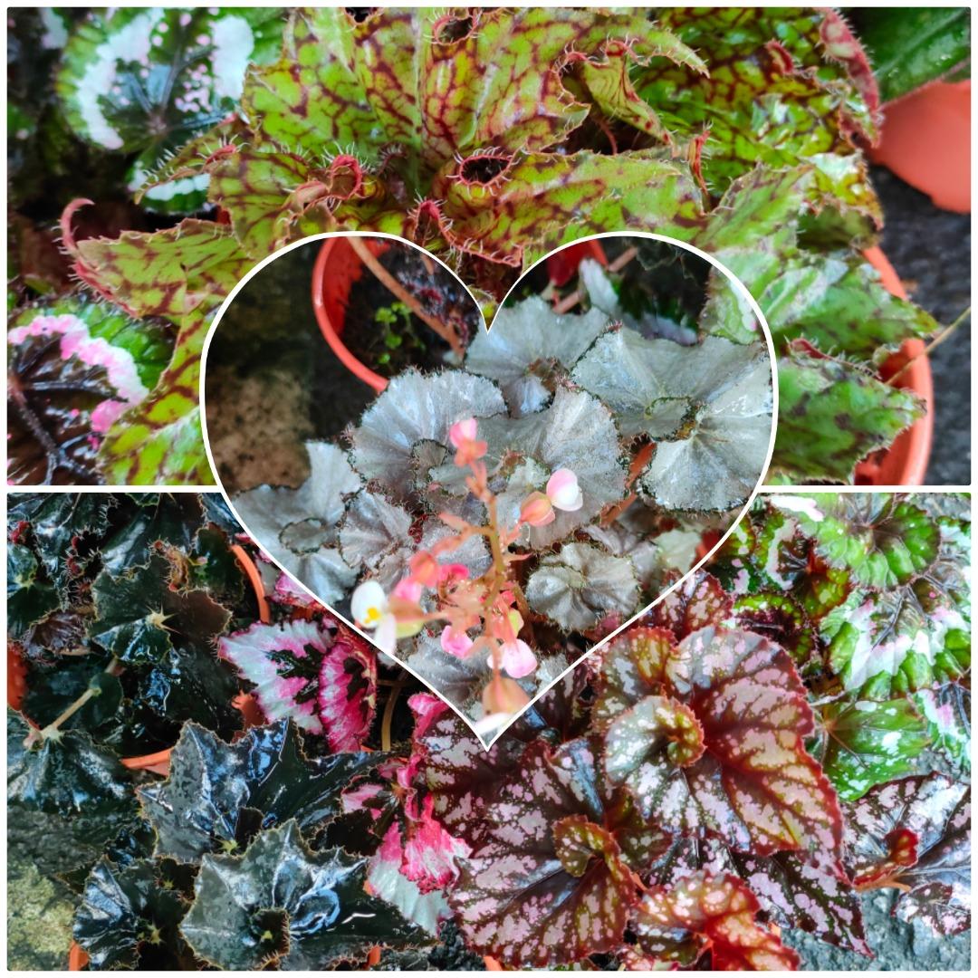 BEGONIA INDOOR PLANT, Furniture & Home Living, Gardening, Plants & Seeds on  Carousell