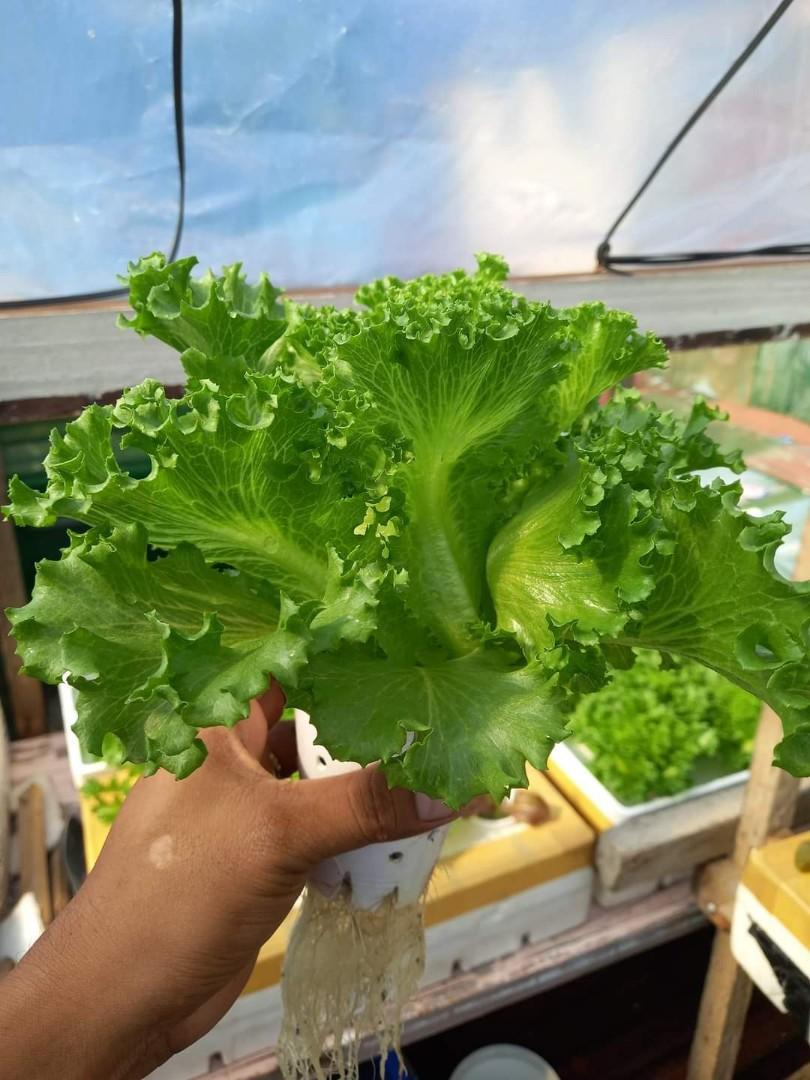 Lettuce in a cup, Furniture & Home Living, Gardening, Plants & Seeds on