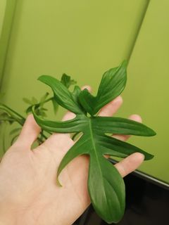（分類：）位於 。 由 ckyalan 提交（商品編號 1178838821，圖片 1）。簡介： 。