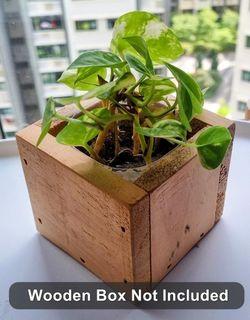 [Trading] 4x Baby Puppy Money Plant Tree