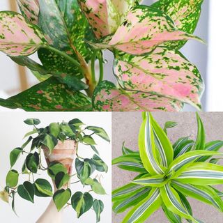 Unique Leaves: Indoor Foliage| House Plants| Office Plants| Plants For Table Top Collection item 2